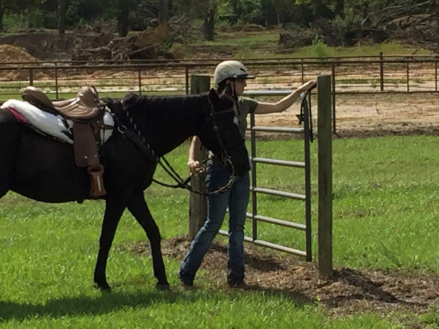 trail horse test oct 6 201828